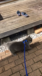 権田昌弘ブリーダーからお迎えしたブリティッシュショートヘア：ブリオくん