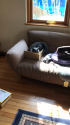 権田昌弘ブリーダーからお迎えしたブリティッシュショートヘア：ブリオくん