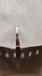 権田昌弘ブリーダーからお迎えしたブリティッシュショートヘア：ブリオくん