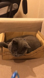 権田昌弘ブリーダーからお迎えしたブリティッシュショートヘア：ブリオくん