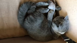 権田昌弘ブリーダーからお迎えしたブリティッシュショートヘア：ブリオくん