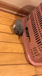 権田昌弘ブリーダーからお迎えしたブリティッシュショートヘア：ブリオくん