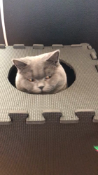 権田昌弘ブリーダーからお迎えしたブリティッシュショートヘア：ブリオくん