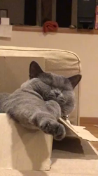 権田昌弘ブリーダーからお迎えしたブリティッシュショートヘア：ブリオくん