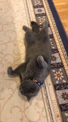 権田昌弘ブリーダーからお迎えしたブリティッシュショートヘア：ブリオくん