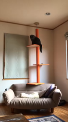 権田昌弘ブリーダーからお迎えしたブリティッシュショートヘア：ブリオくん