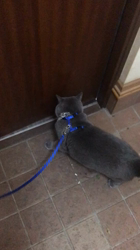 権田昌弘ブリーダーからお迎えしたブリティッシュショートヘア：ブリオくん