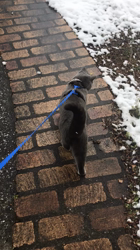 権田昌弘ブリーダーからお迎えしたブリティッシュショートヘア：ブリオくん