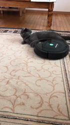 権田昌弘ブリーダーからお迎えしたブリティッシュショートヘア：ブリオくん