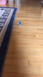 権田昌弘ブリーダーからお迎えしたブリティッシュショートヘア：ブリオくん