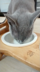 鮓谷明弘ブリーダーからお迎えしたロシアンブルー：Ｒoi(ロワ)くん