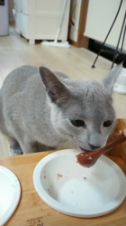 鮓谷明弘ブリーダーからお迎えしたロシアンブルー：Ｒoi(ロワ)くん