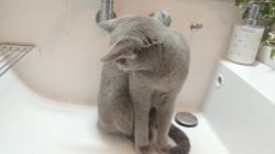 鮓谷明弘ブリーダーからお迎えしたロシアンブルー：Ｒoi(ロワ)くん