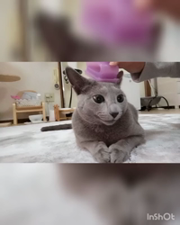 鮓谷明弘ブリーダーからお迎えしたロシアンブルー：Ｒoi(ロワ)くん