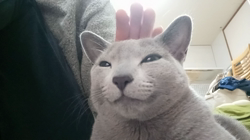 鮓谷明弘ブリーダーからお迎えしたロシアンブルー：Ｒoi(ロワ)くん