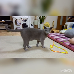 鮓谷明弘ブリーダーからお迎えしたロシアンブルー：Ｒoi(ロワ)くん