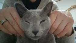 鮓谷明弘ブリーダーからお迎えしたロシアンブルー：Ｒoi(ロワ)くん