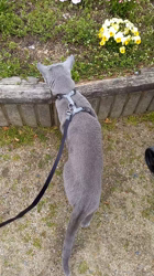 鮓谷明弘ブリーダーからお迎えしたロシアンブルー：Ｒoi(ロワ)くん