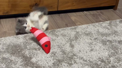 小島絵里ブリーダーからお迎えしたスコティッシュフォールド：ルイくん