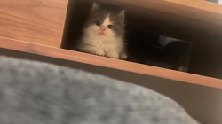 小島絵里ブリーダーからお迎えしたスコティッシュフォールド：ルイくん