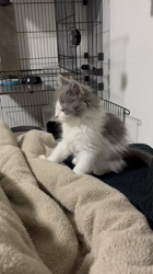 小島絵里ブリーダーからお迎えしたスコティッシュフォールド：ルイくん