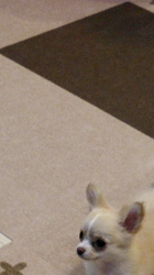 鈴木高夫ブリーダーからお迎えしたチワワ(ロング)：るるちゃん