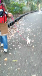 鈴木高夫ブリーダーからお迎えしたチワワ(ロング)：るるちゃん