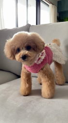 高田薫ブリーダーからお迎えしたトイプードル：ノアちゃん