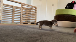 三代由紀子ブリーダーからお迎えしたカニンヘンダックスフンド(ロング)：るぱんくん