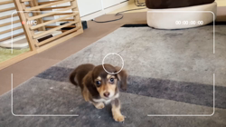 三代由紀子ブリーダーからお迎えしたカニンヘンダックスフンド(ロング)：るぱんくん