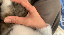 村井令枝ブリーダーからお迎えしたスコティッシュフォールド：ここあくん