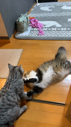 村井令枝ブリーダーからお迎えしたスコティッシュフォールド：こむぎちゃん