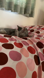 村井令枝ブリーダーからお迎えしたスコティッシュフォールド：こむぎちゃん