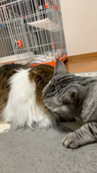 村井令枝ブリーダーからお迎えしたスコティッシュフォールド：こむぎちゃん