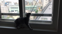池田研司ブリーダーからお迎えしたセルカークレックス：KELLYちゃん