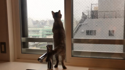 池田研司ブリーダーからお迎えしたセルカークレックス：KELLYちゃん