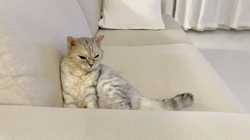 池田研司ブリーダーからお迎えしたセルカークレックス：KELLYちゃん