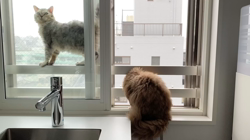 池田研司ブリーダーからお迎えしたセルカークレックス：KELLYちゃん