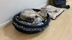 池田研司ブリーダーからお迎えしたセルカークレックス：KELLYちゃん