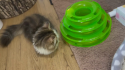 岩垣朋子ブリーダーからお迎えしたミヌエット：とこまろくん