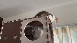 岩垣朋子ブリーダーからお迎えしたミヌエット：とこまろくん