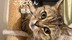 岩垣朋子ブリーダーからお迎えしたミヌエット：とこまろくん