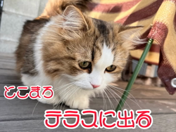 岩垣朋子ブリーダーからお迎えしたミヌエット：とこまろくん