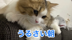 岩垣朋子ブリーダーからお迎えしたミヌエット：とこまろくん
