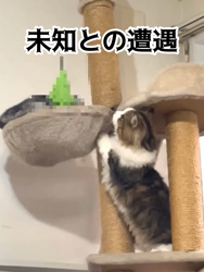 岩垣朋子ブリーダーからお迎えしたミヌエット：とこまろくん