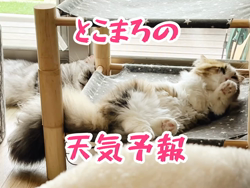 岩垣朋子ブリーダーからお迎えしたミヌエット：とこまろくん