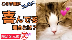 岩垣朋子ブリーダーからお迎えしたミヌエット：とこまろくん