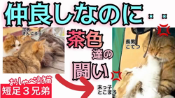 岩垣朋子ブリーダーからお迎えしたミヌエット：とこまろくん