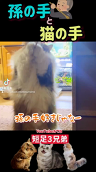 岩垣朋子ブリーダーからお迎えしたミヌエット：とこまろくん