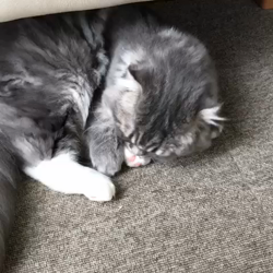 渡辺恭子ブリーダーからお迎えしたスコティッシュフォールド：うにくん